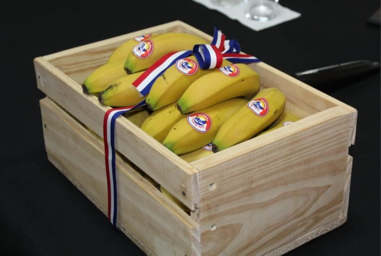 Exportación de bananas paraguayas a Chile está por concretarse