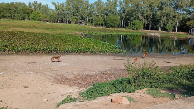 Perros callejeros mataron a patos del Parque Ñu Guasú