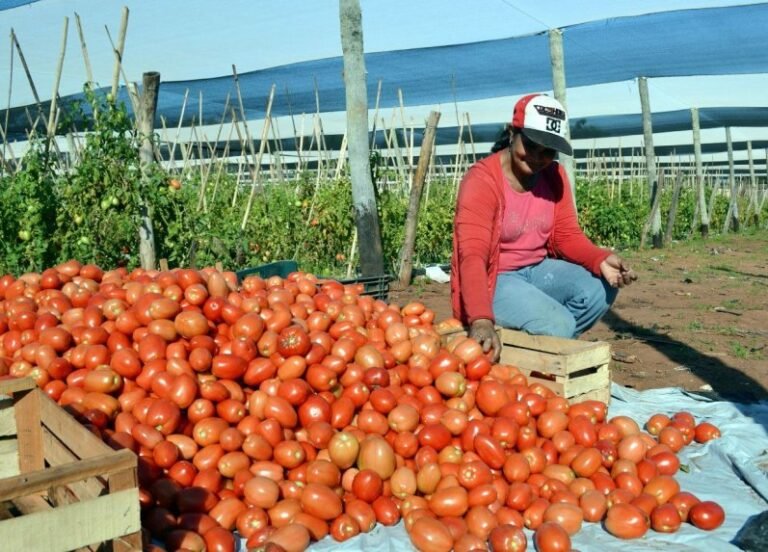 Precio del tomate: Nuevas restricciones preocupan a comerciantes