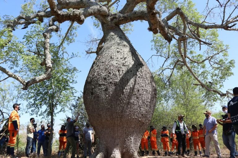 Arranca la maratón de cierre de inscripciones de Colosos de la Tierra