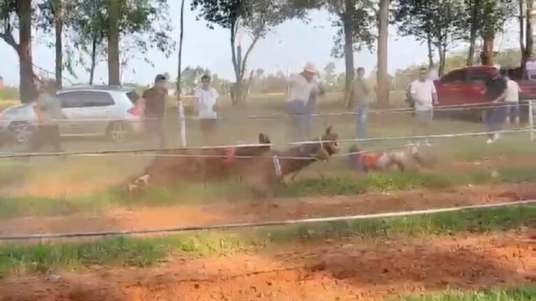 Itapúa: Carrera de caballos casi termina en tragedia para un menor de edad