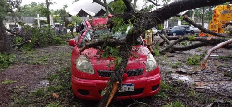 Más de 30 reportes de árboles caídos tras temporal en Asunción