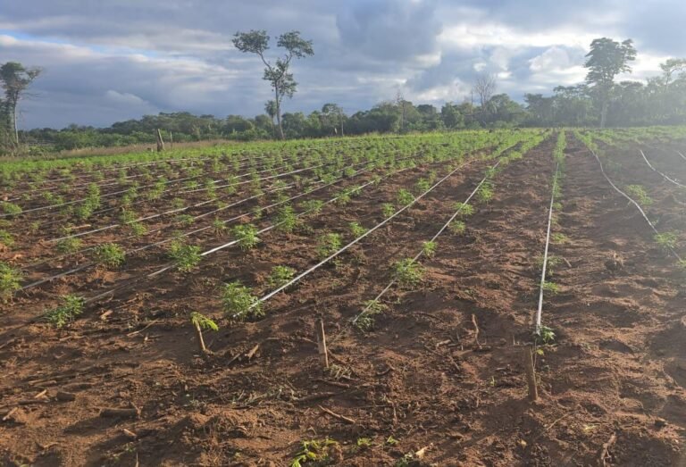 Hallan en Concepción el mayor centro de cultivo de marihuana genética del país