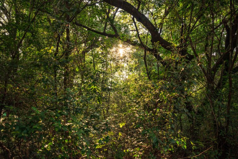 Paraguay conserva el 44,4% de su territorio con cobertura forestal, según nuevo reporte del INFONA