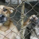 Impulsan penas más severas por maltrato animal y exigen mayor compromiso institucional