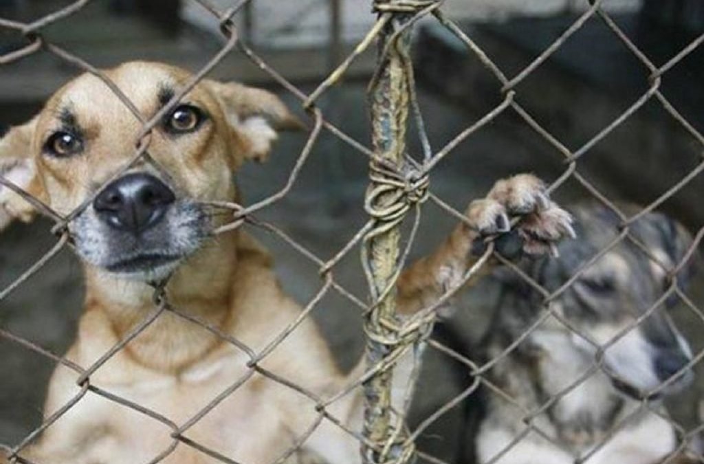 Impulsan penas más severas por maltrato animal y exigen mayor compromiso institucional