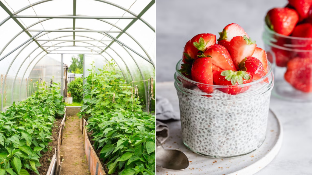 Frutas, horticultura y chía ganan espacio entre pequeños productores paraguayos