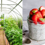 Frutas, horticultura y chía ganan espacio entre pequeños productores paraguayos