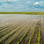 MAG elabora un plan de contingencia ante los efectos de El Niño sobre los cultivos