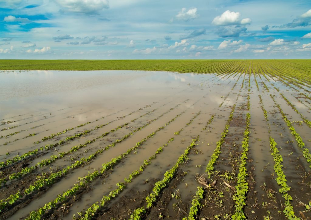 MAG elabora un plan de contingencia ante los efectos de El Niño sobre los cultivos