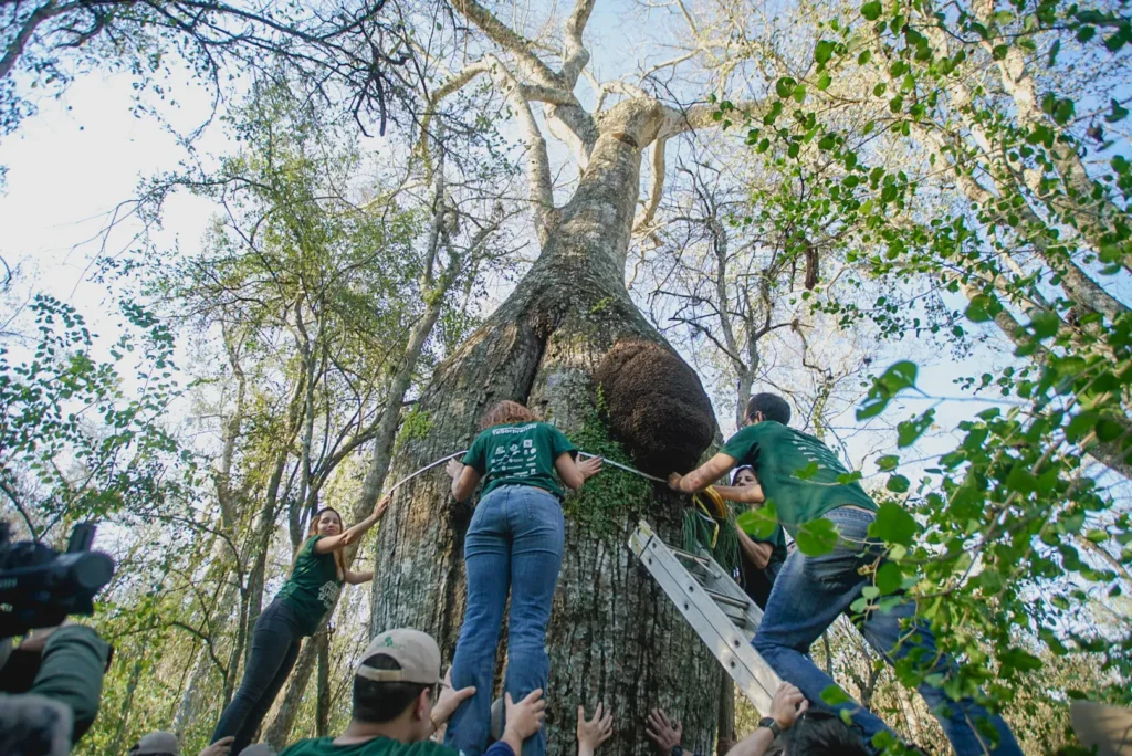 Colosos de la Tierra extiende inscripciones: Pódes postular tu árbol hasta el 19 de agosto