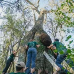 Colosos de la Tierra extiende inscripciones: Pódes postular tu árbol hasta el 19 de agosto
