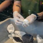 Decomisan 43 huevos de presuntas especies de fauna silvestre en el Aeropuerto Silvio Pettirossi