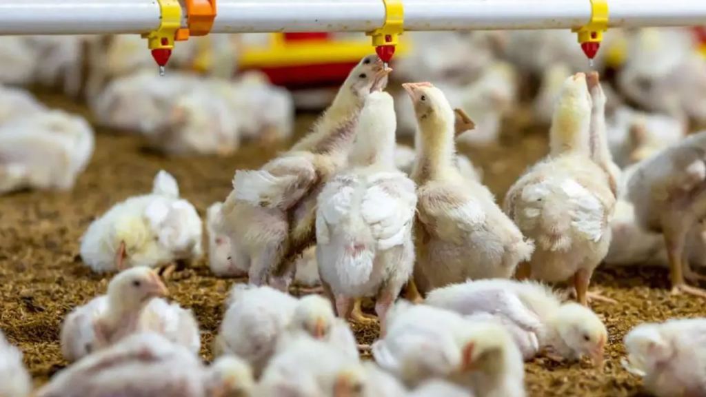 Paraguay atrae inversión avícola de USD 50 millones y concreta exportación de pollo a Taiwán