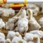Paraguay atrae inversión avícola de USD 50 millones y concreta exportación de pollo a Taiwán