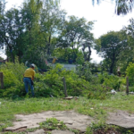 Denuncian tala de árboles nativos en 21 Proyectadas y cuestionan intervención de ANDE