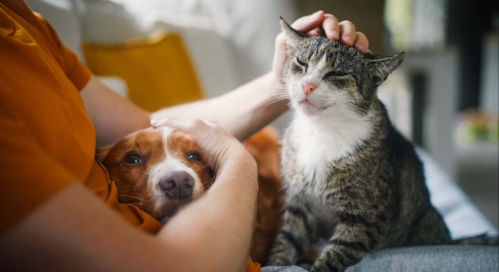 Peque Hogar alberga a 320 animales y necesita ayuda para garantizar su alimentación