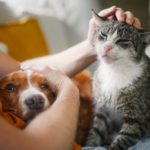 Peque Hogar alberga a 320 animales y necesita ayuda para garantizar su alimentación
